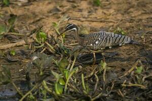 banho de sol, dentro uma selva ambiente, pantanal Brasil foto