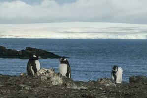 gentoo pinguim, antartica foto