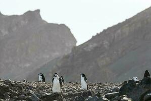 cinta de queixo pinguim, paulet ilha, antártica, científico nome, pigoscelo Antártico foto