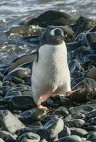 gentoo pinguim, antartica foto