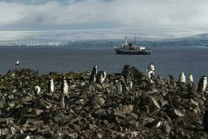 gentoo pinguim, hannah apontar, antartica foto