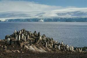 gentoo pinguim, hannah apontar, antartica foto