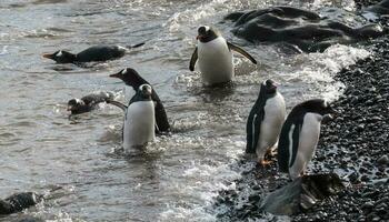 gentoo pinguim, hannah apontar, antartica foto