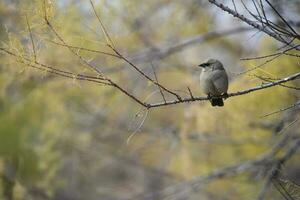 baía alado cowbird foto