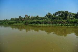 rio panorama e selva, pantanal, Brasil foto