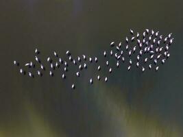 flamingos dentro Patagônia, aéreo vista, argentina foto