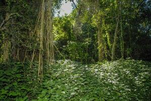 selva, perto santa lucia estuário, sul África foto