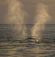 baleia respirando, Península valdes,, Patagônia, Argentina foto