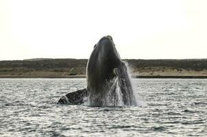 baleia pulando dentro Península valdes,, Patagônia, Argentina foto