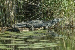 Nilo crocodryle, sul África foto