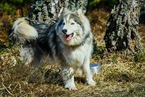 siberian rouco cachorro sentado em floresta Relva cheio Tamanho rouco cachorro retrato com cinzento Preto casaco foto