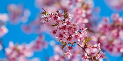 flor de cerejeira rosa, lindas flores cor de rosa da cerejeira japonesa no fundo do céu azul no jardim foto