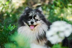 cão spitz pomeranian close-up retrato, fundo verde do jardim foto