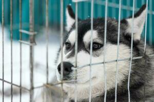 cão husky na gaiola esperando o dono para transporte para a competição de cães de trenó. animal de estimação olha ao redor com esperança. foto