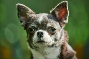 retrato de cachorro chihuahua, cachorrinho no jardim foto