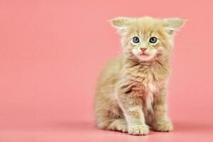 gatinho creme maine coon foto