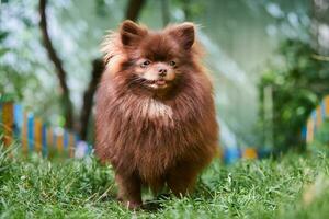 cão marrom spitz pomeranian no jardim foto