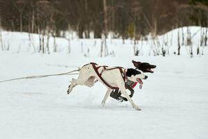 correndo cão ponteiro na corrida de cães de trenó foto
