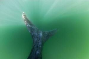 uma baleia dentro a água foto