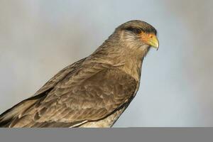 caracara chimango retrato, la pampa província, patagônia , Argentina foto