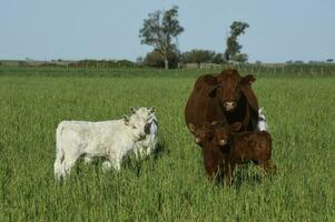 branco shorthorn bezerro , dentro Argentino interior, la pampa província, Patagônia, Argentina. foto