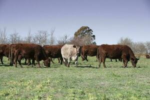 gado levantando com natural pastagens dentro pampas interior, la pampa província, patagônia, Argentina. foto