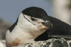 cinta de queixo pinguim, paulet ilha, antártica, científico nome, pigoscelo Antártico foto