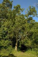 selva, perto santa lucia estuário, sul África foto