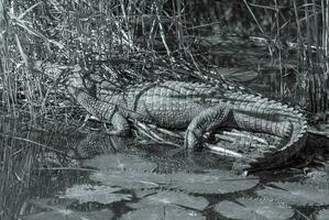 Nilo crocodryle, sul África foto