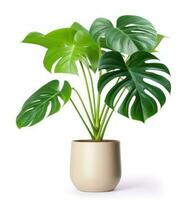 planta monstera verde em vaso foto