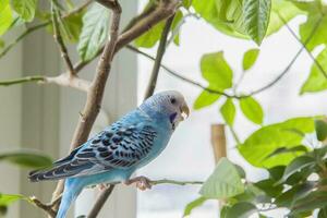 uma lindo azul periquito senta sem uma cela em uma casa plantar. tropical pássaros às lar. foto