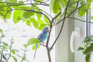 uma lindo azul periquito senta sem uma cela em uma casa plantar. tropical pássaros às lar. foto