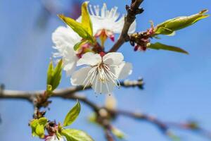 natureza dentro Primavera. uma ramo com branco Primavera flores em a árvore. uma floração árvore. uma florescendo panorama fundo para uma cartão postal, bandeira, ou poster. foto