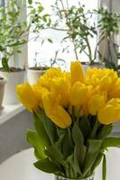 uma ramalhete do fresco amarelo tulipas. uma ramalhete do tulipas em a mesa dentro frente do a janela com plantas. Primavera flores dentro a interior. a conceito do Primavera ou feriado, marcha 8, internacional foto