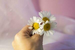 uma mulher mão com branco margaridas em uma luz fundo. conceito suavidade e ternura, anti-envelhecimento efeito, facilidade do movimento. uma natural produtos. foto