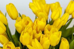 uma ramalhete do fresco amarelo tulipas em uma branco isolado fundo. Primavera flores dentro uma vaso. a conceito do Primavera ou feriado, marcha 8, internacional mulheres dia foto