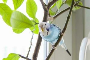 uma lindo azul periquito senta sem uma cela em uma casa plantar. tropical pássaros às lar. foto