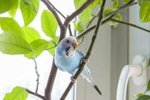 uma lindo azul periquito senta sem uma cela em uma casa plantar. tropical pássaros às lar. foto