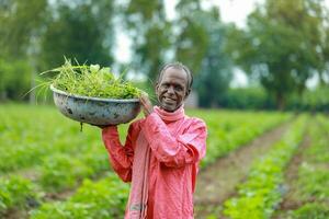 indiano feliz Fazenda trabalhador , trabalhando dentro Fazenda foto