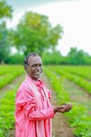 indiano feliz agricultor segurando algodão árvore dentro mãos, feliz agricultor foto