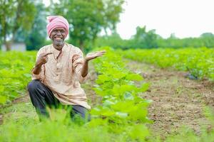indiano agricultor mostrando algodão árvore dentro algodão Fazenda , feliz agricultor foto
