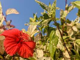 uma fechar acima do hibisco rosa sinensis flor. Além disso conhecido Como chinês hibisco, China rosa, havaiano hibisco, rosa malva e sapato plantar foto