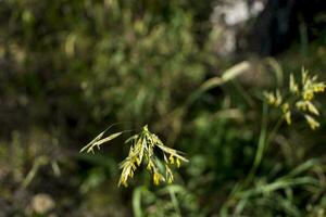 fundos gramíneo flores verde Relva fechar-se contra a configuração Sol. foto