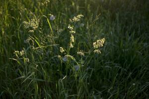 floração orelhas do ervas daninhas. natural gramado dentro a brilhante Sol foto