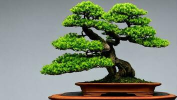 verde bonsai árvore em mesa foto