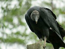 urubu-preto nome científico coragyps atratus Preto abutre foto