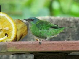 sai- azul comendo dacnis cayana azul dacnis foto