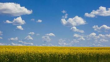 Campos do amarelo oleaginosa estupro colza sopro dentro a vento dentro Irlanda cores do Ucrânia bandeira. foto