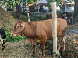 uma vaca ou bos Touro às Fazenda dentro Indonésia foto