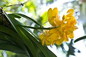 amarelo orquídeas, verde folhas, borrado fundo. foto